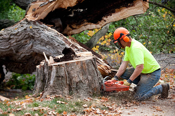 Best Tree Risk Assessment  in USA